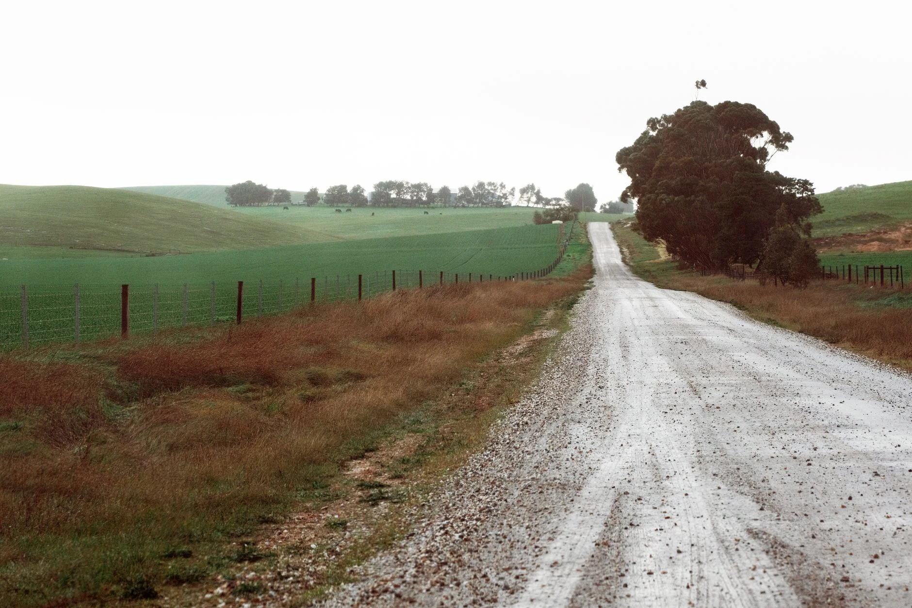 A quiet rural road surrounded by green fields and trees under a soft winter sky.