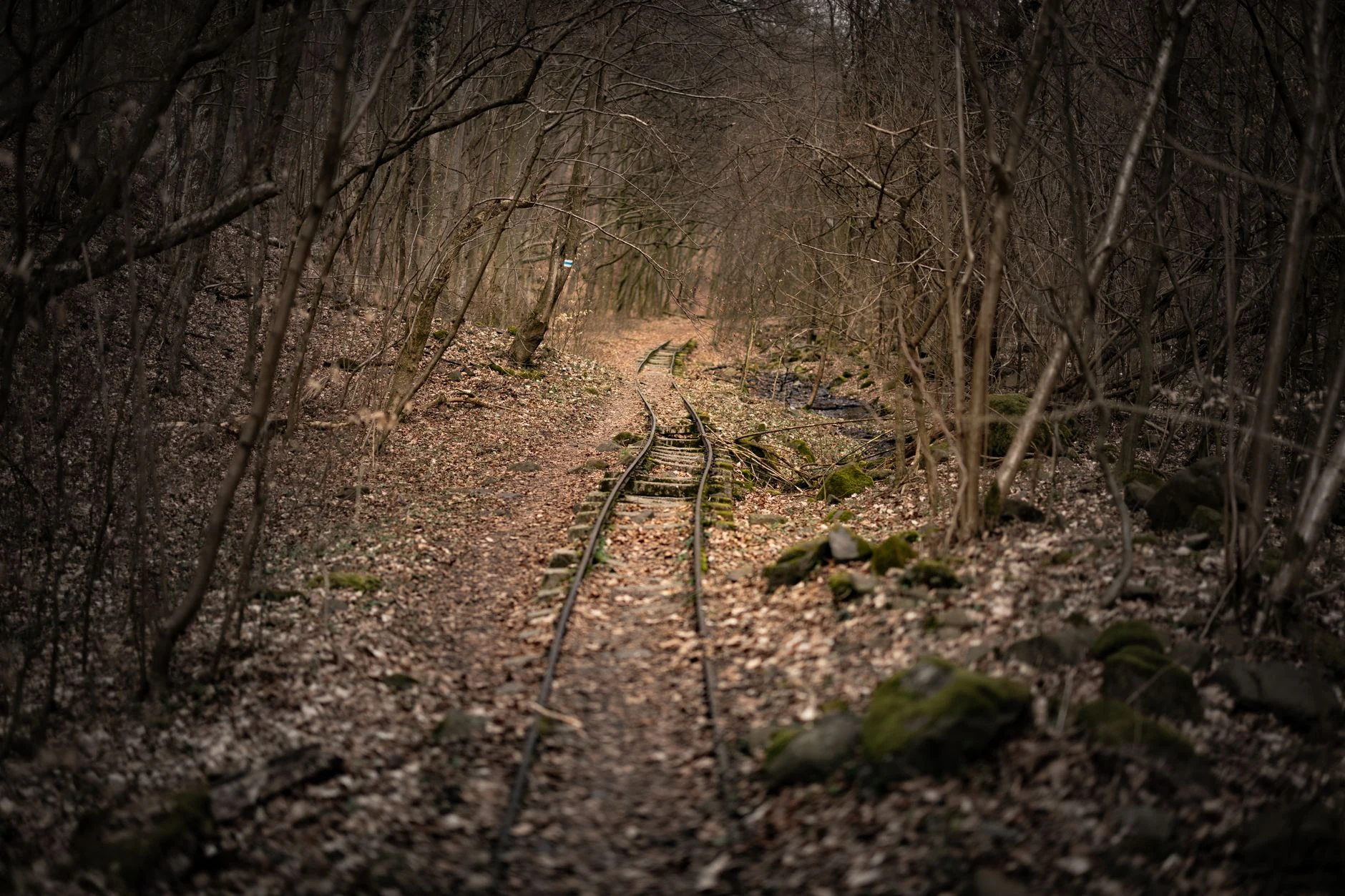 Deserted railway tracks winding through a serene autumn forest landscape.
