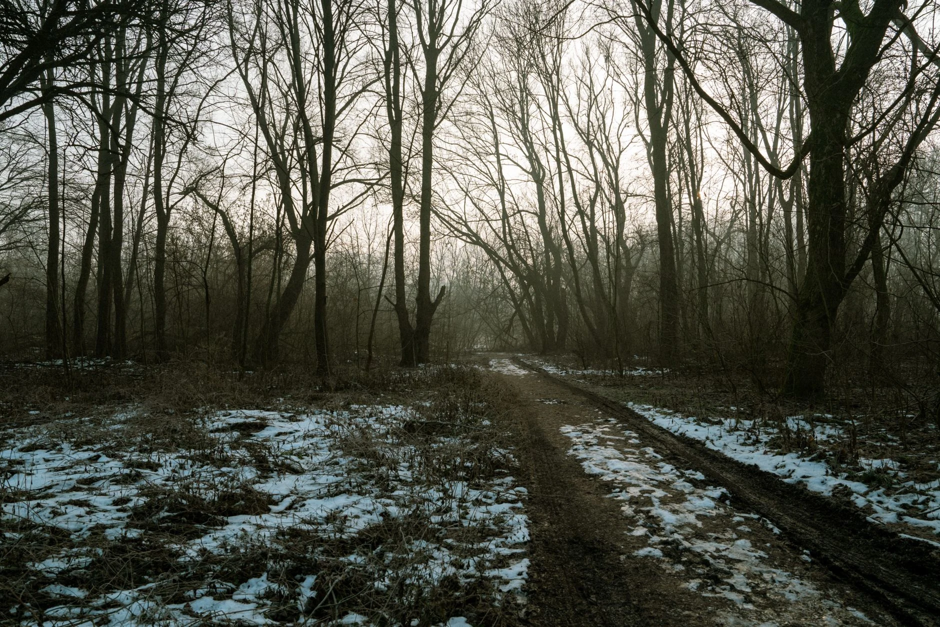 A tranquil winter scene in a misty forest with bare trees and a muddy path covered in patches of snow.